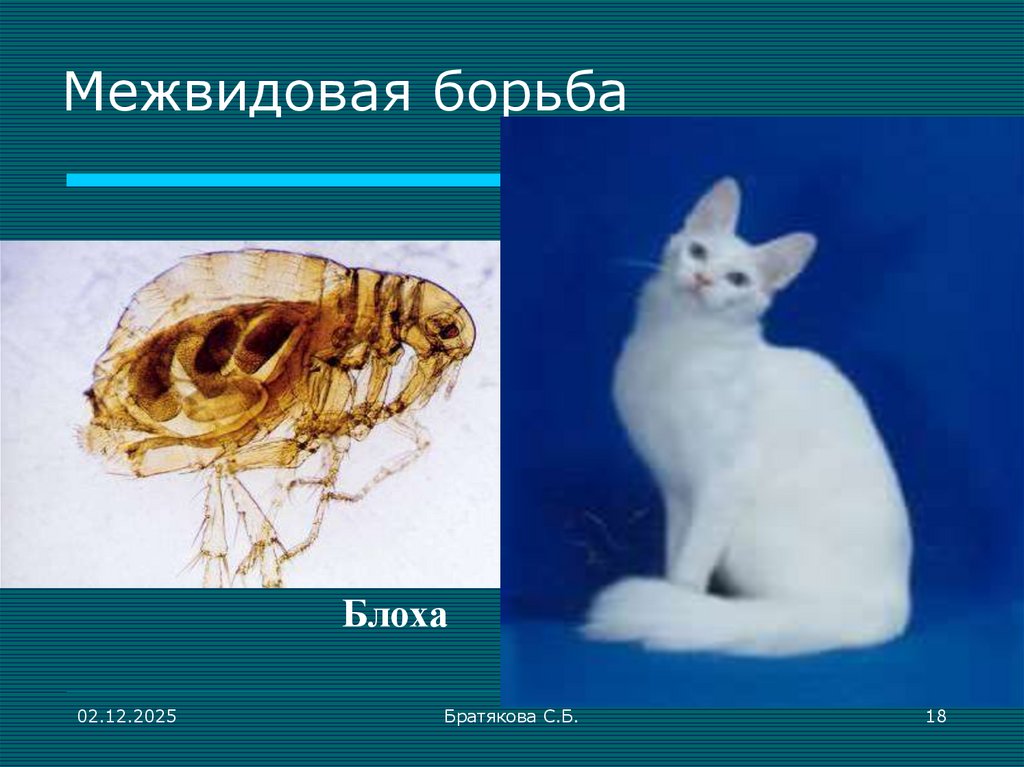 Межвидовая борьба