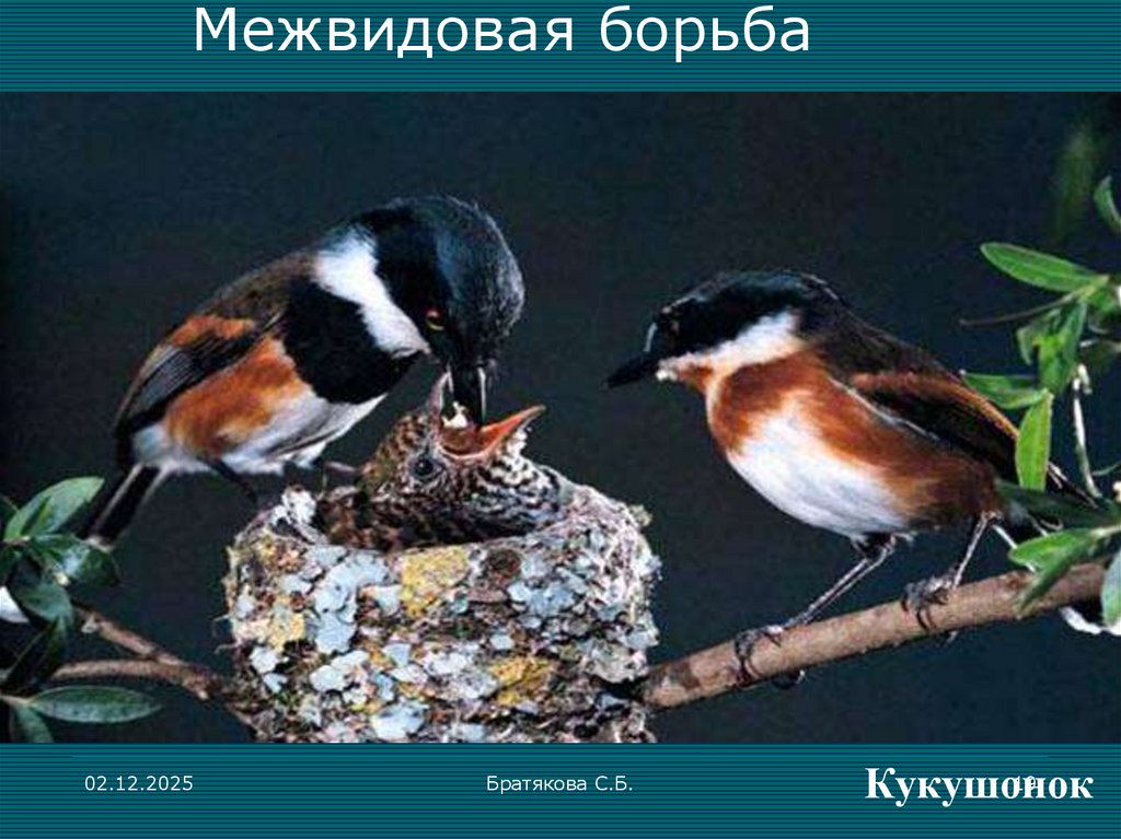 Межвидовая борьба