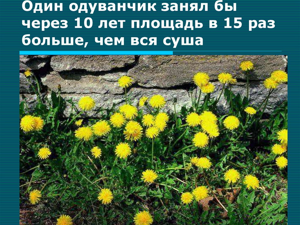 Один одуванчик занял бы через 10 лет площадь в 15 раз больше, чем вся суша