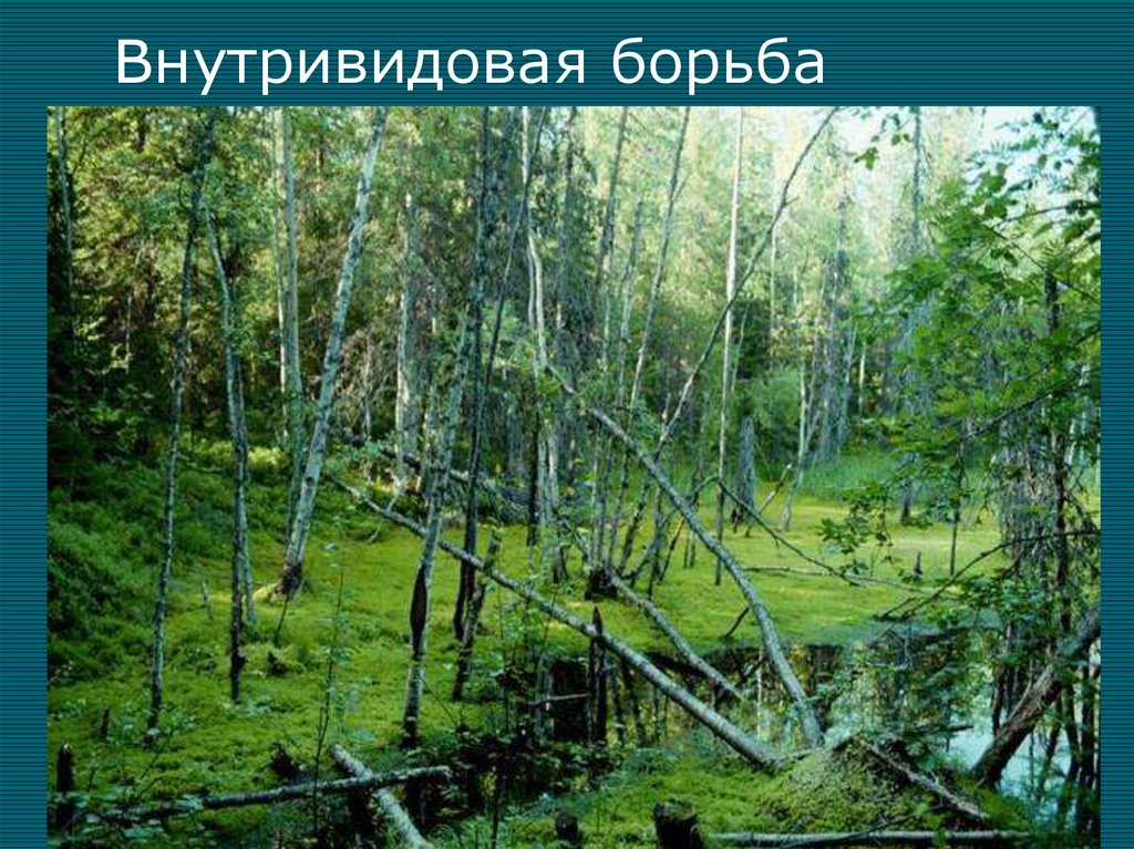 Внутривидовая борьба