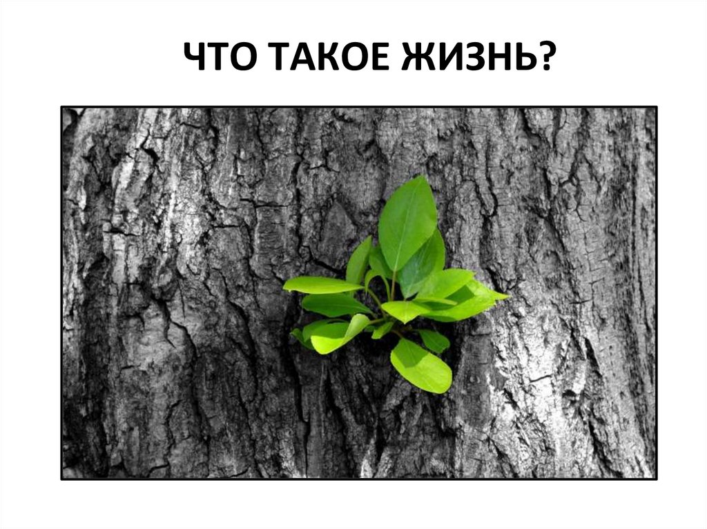ЧТО ТАКОЕ ЖИЗНЬ?