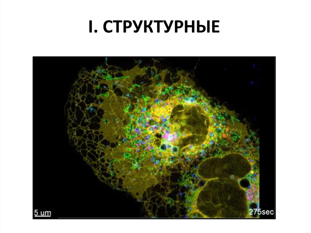 I. СТРУКТУРНЫЕ