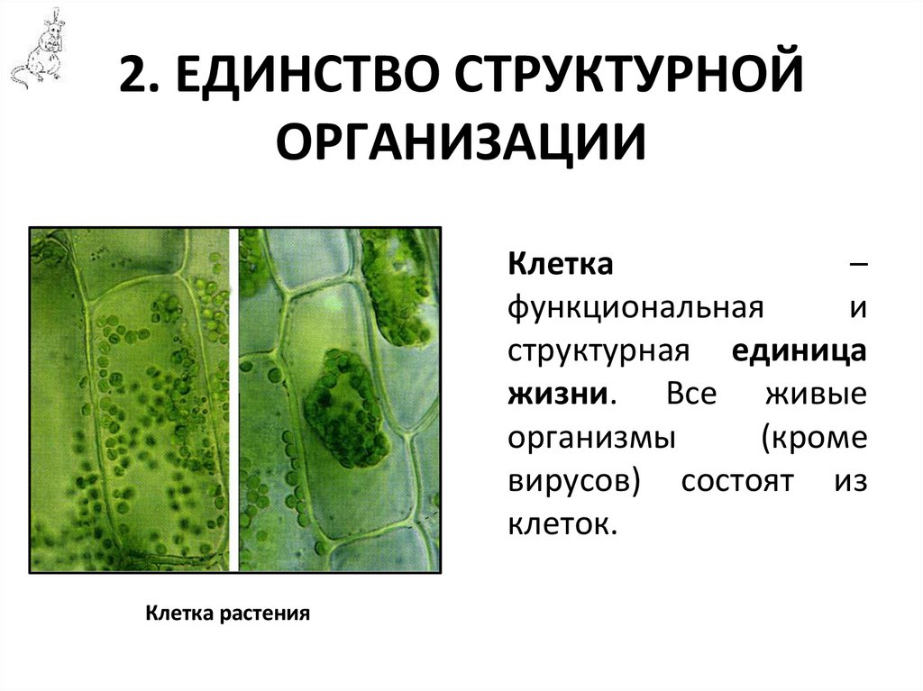 2. ЕДИНСТВО СТРУКТУРНОЙ ОРГАНИЗАЦИИ