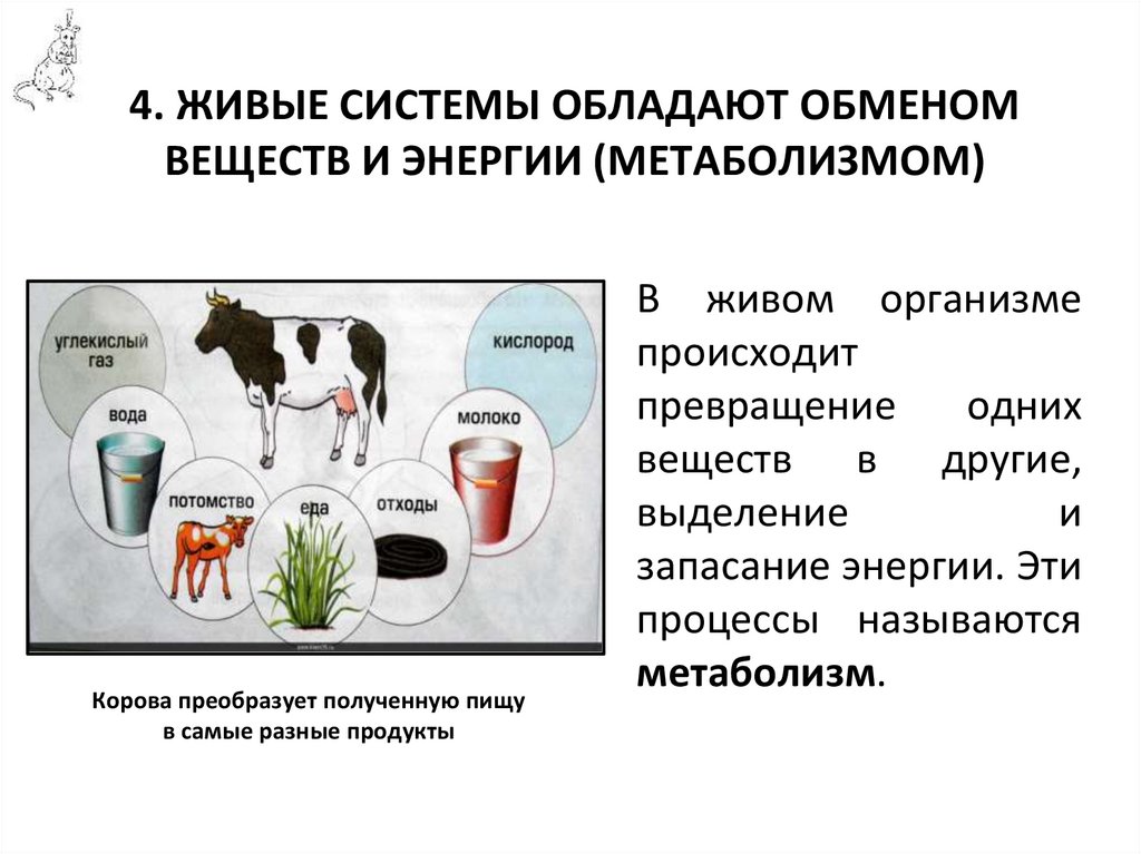 4. ЖИВЫЕ СИСТЕМЫ ОБЛАДАЮТ ОБМЕНОМ ВЕЩЕСТВ И ЭНЕРГИИ (МЕТАБОЛИЗМОМ)