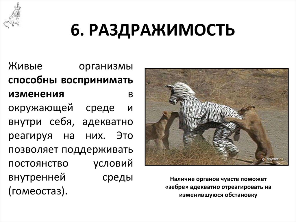 6. РАЗДРАЖИМОСТЬ
