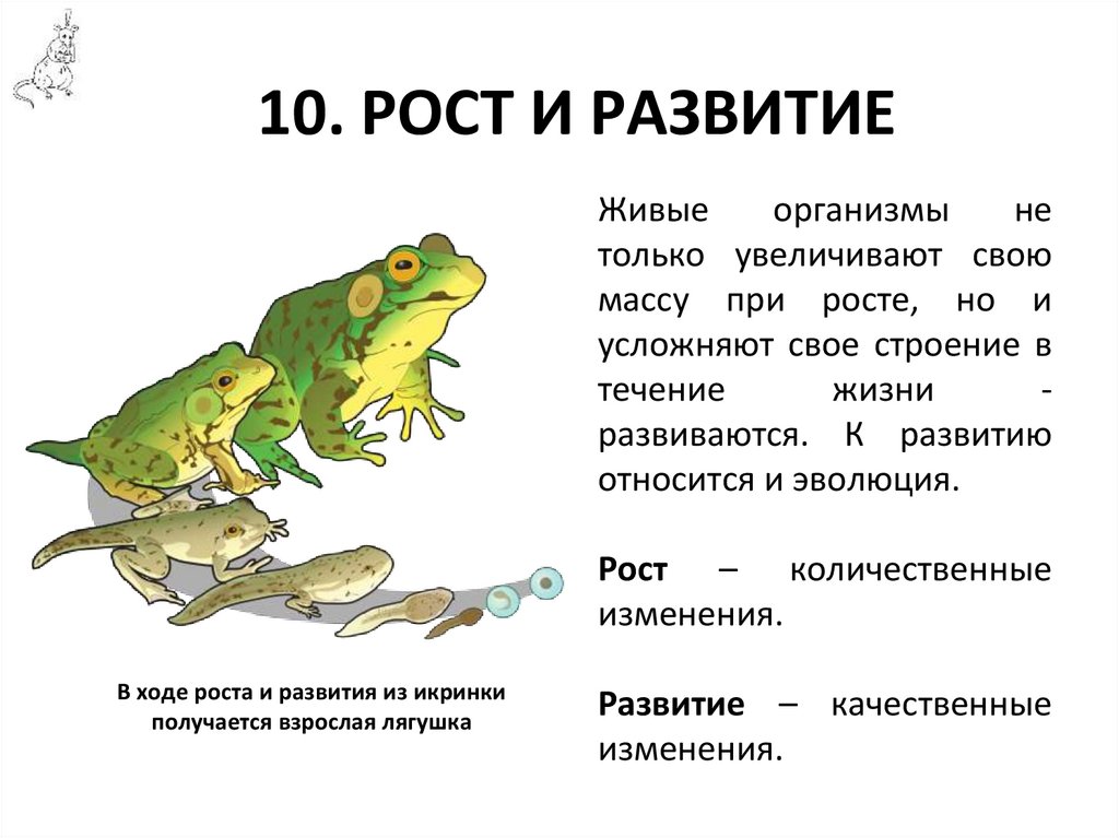 10. РОСТ И РАЗВИТИЕ