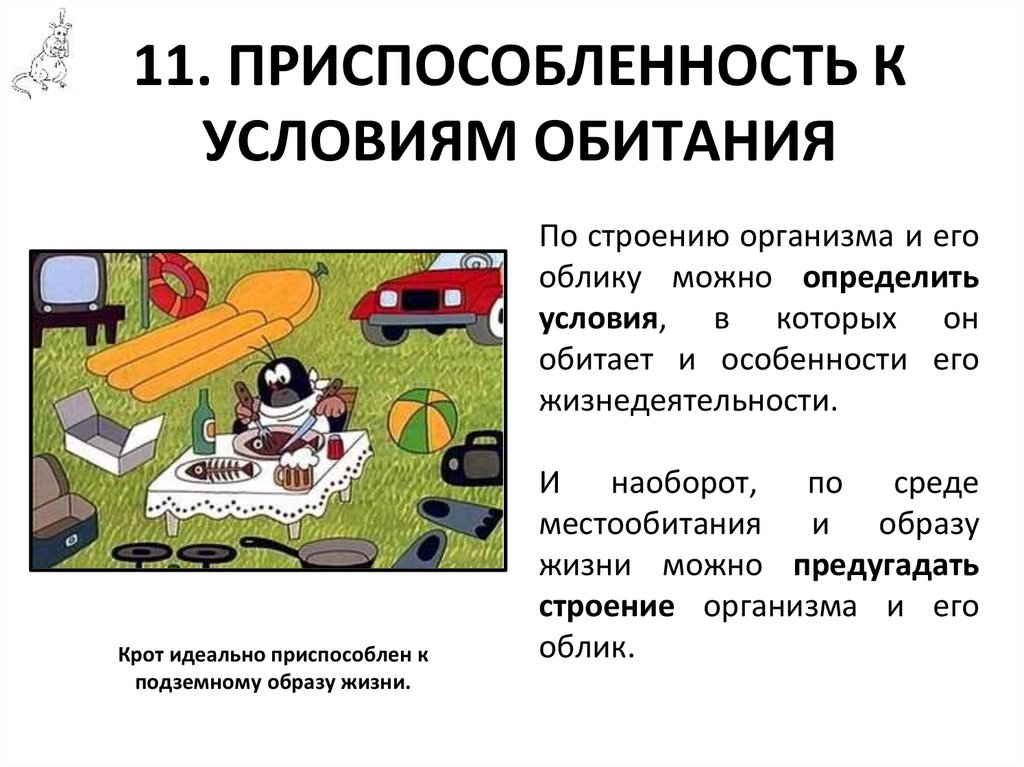 11. ПРИСПОСОБЛЕННОСТЬ К УСЛОВИЯМ ОБИТАНИЯ