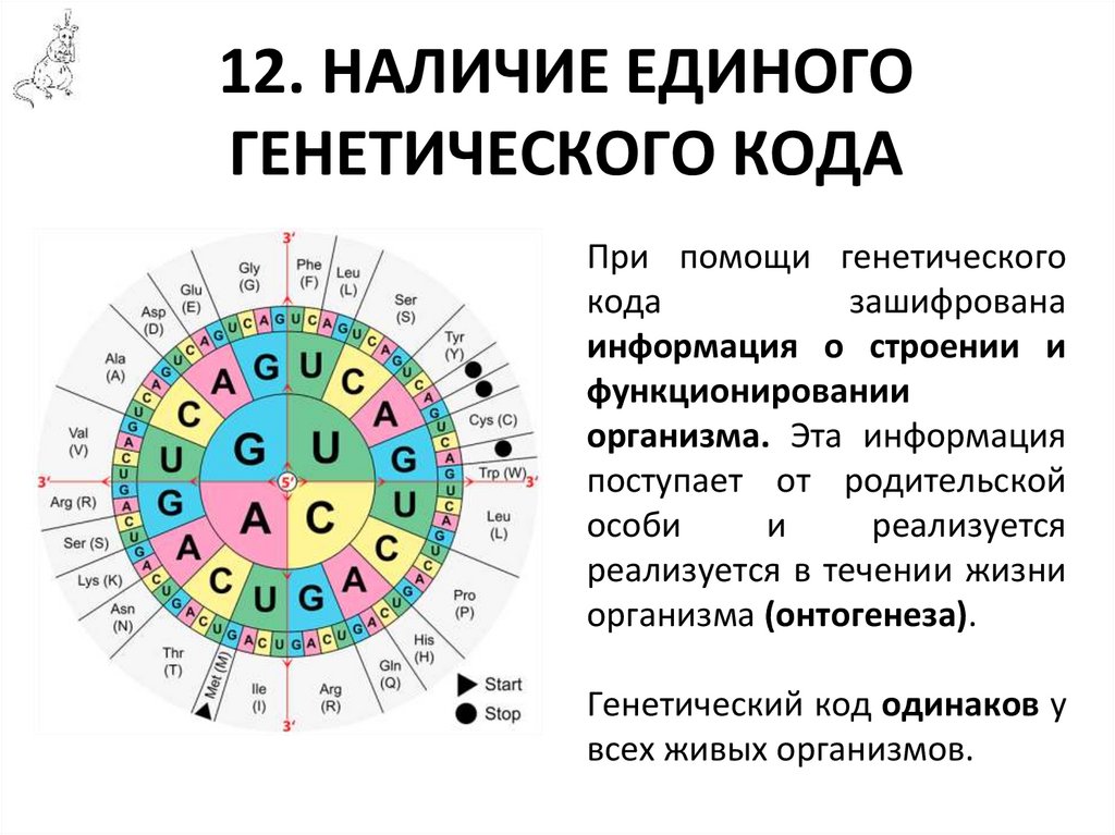 12. НАЛИЧИЕ ЕДИНОГО ГЕНЕТИЧЕСКОГО КОДА