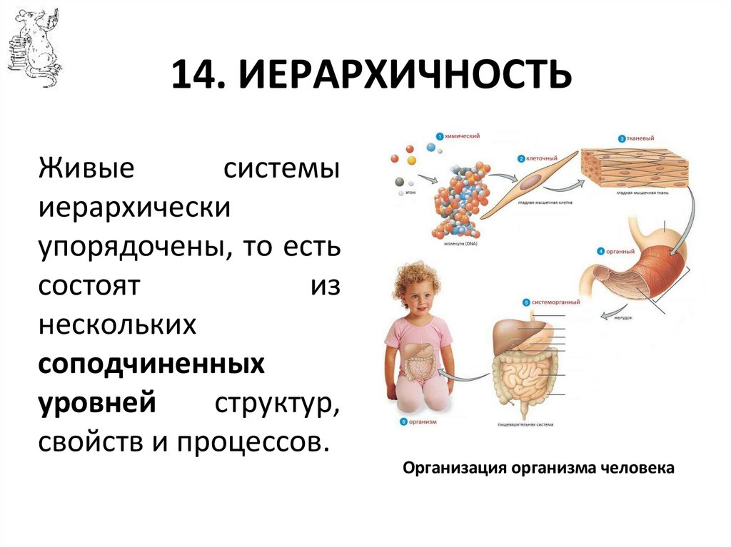 14. ИЕРАРХИЧНОСТЬ