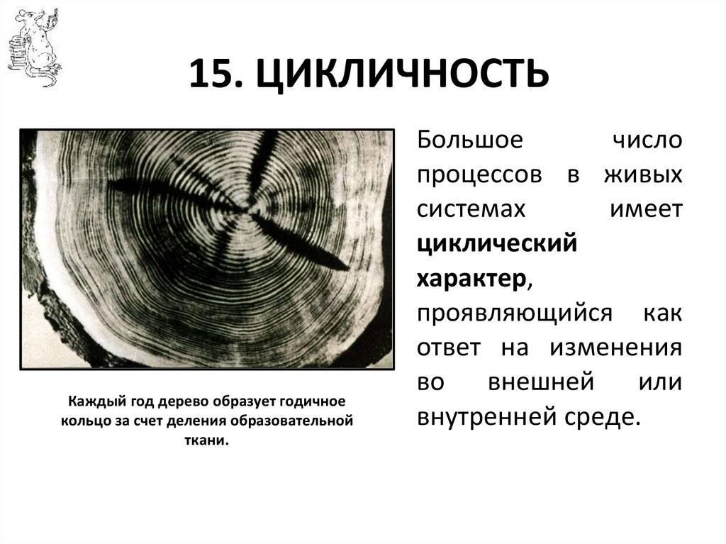 15. ЦИКЛИЧНОСТЬ