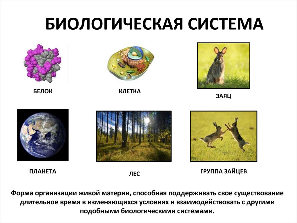 БИОЛОГИЧЕСКАЯ СИСТЕМА