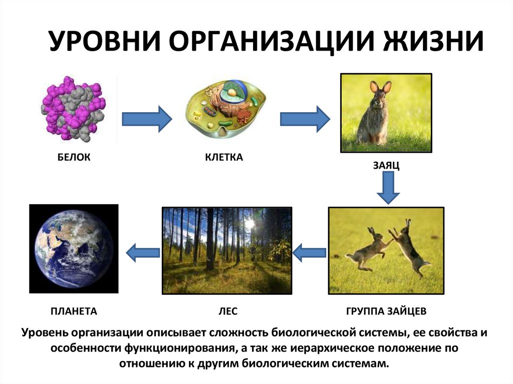 УРОВНИ ОРГАНИЗАЦИИ ЖИЗНИ
