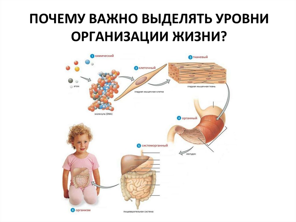 ПОЧЕМУ ВАЖНО ВЫДЕЛЯТЬ УРОВНИ ОРГАНИЗАЦИИ ЖИЗНИ?