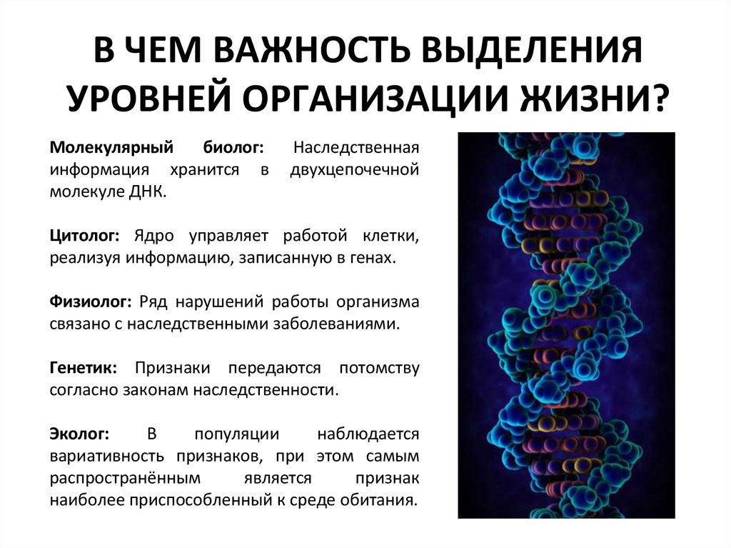 В ЧЕМ ВАЖНОСТЬ ВЫДЕЛЕНИЯ УРОВНЕЙ ОРГАНИЗАЦИИ ЖИЗНИ?