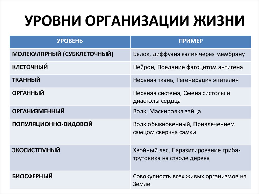 УРОВНИ ОРГАНИЗАЦИИ ЖИЗНИ