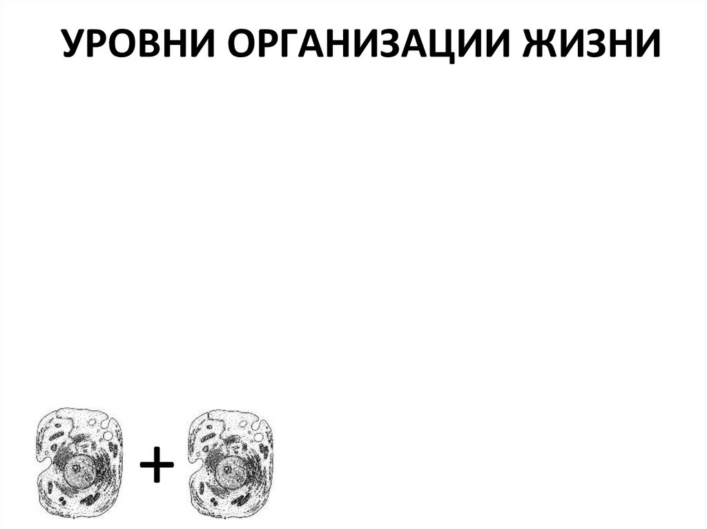 УРОВНИ ОРГАНИЗАЦИИ ЖИЗНИ