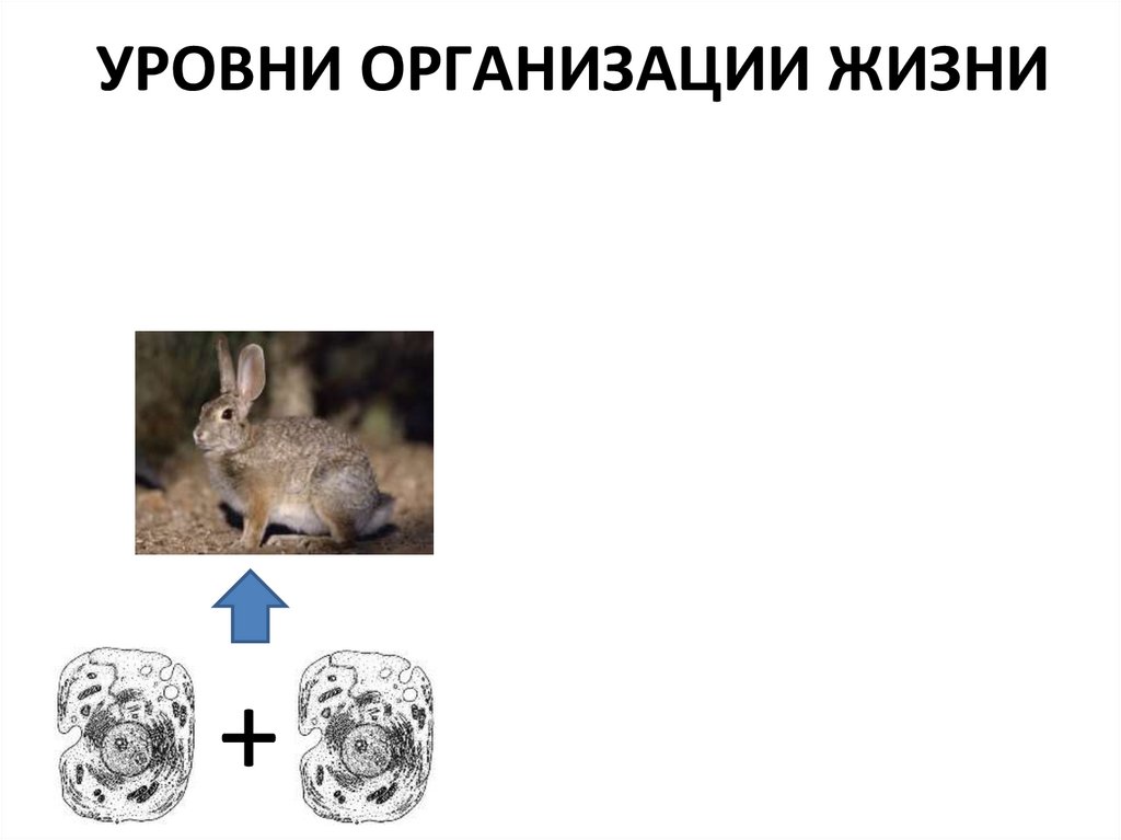 УРОВНИ ОРГАНИЗАЦИИ ЖИЗНИ