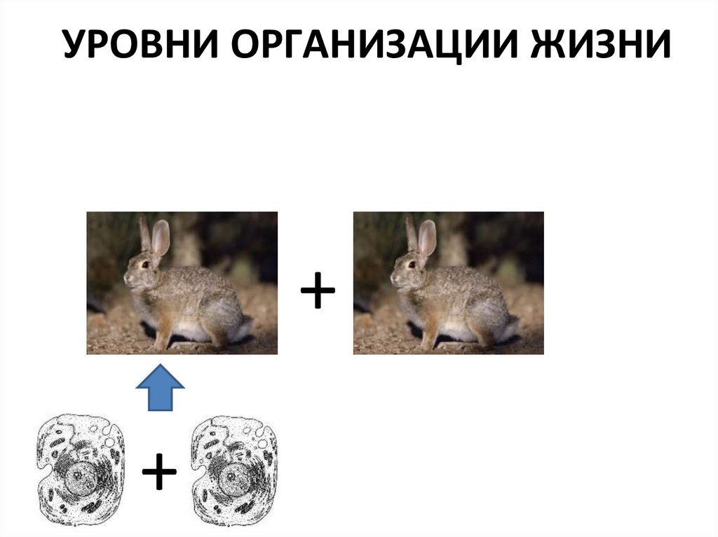 УРОВНИ ОРГАНИЗАЦИИ ЖИЗНИ