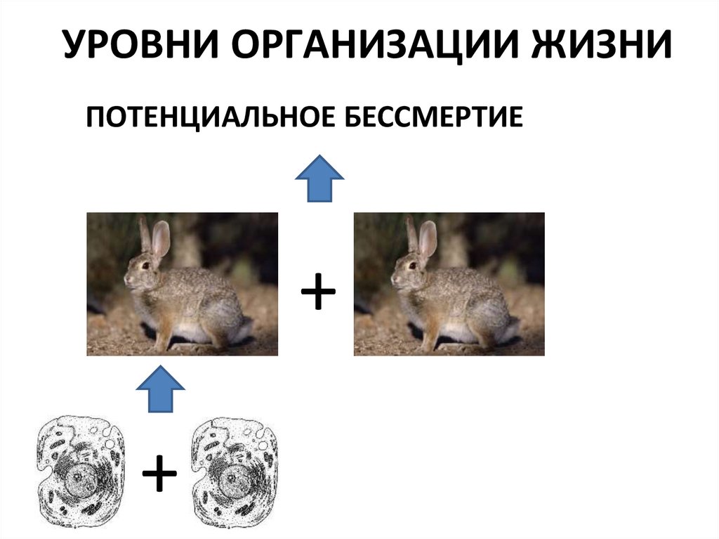 УРОВНИ ОРГАНИЗАЦИИ ЖИЗНИ