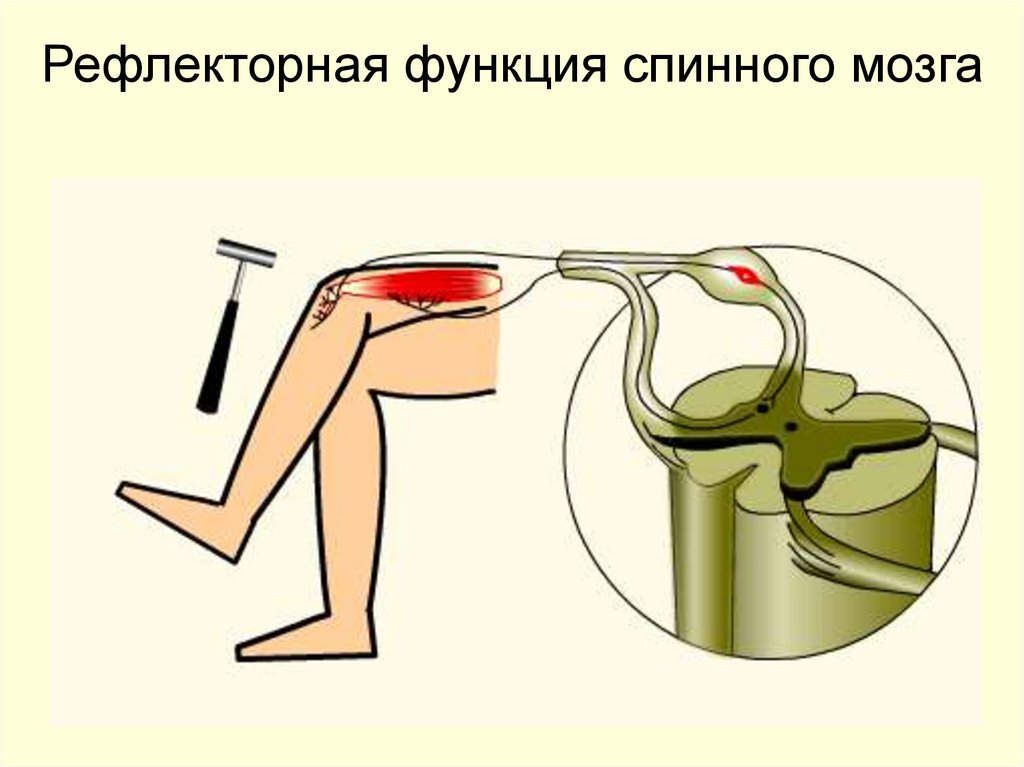 Рефлекторная функция спинного мозга