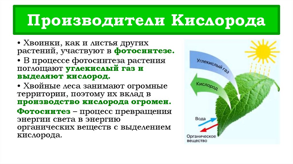 Производители Кислорода