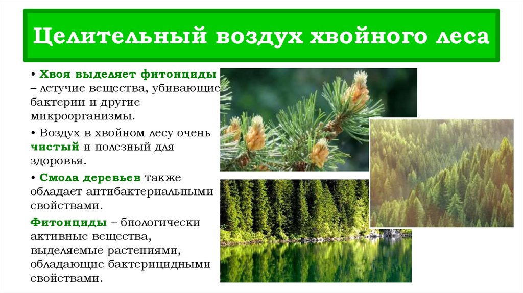 Целительный воздух хвойного леса