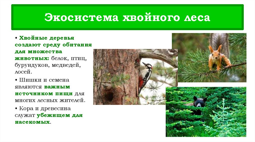 Экосистема хвойного леса