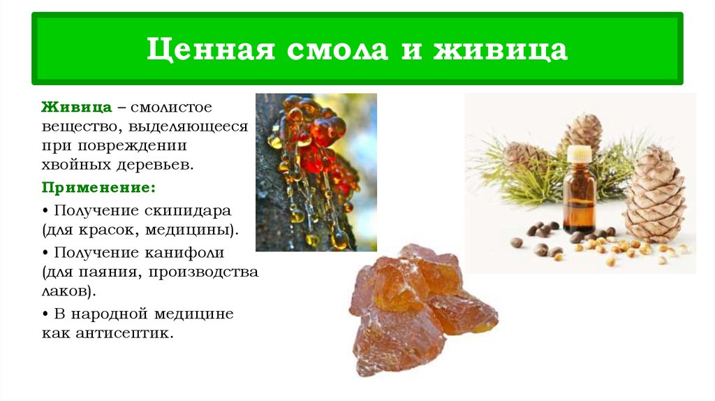 Ценная смола и живица