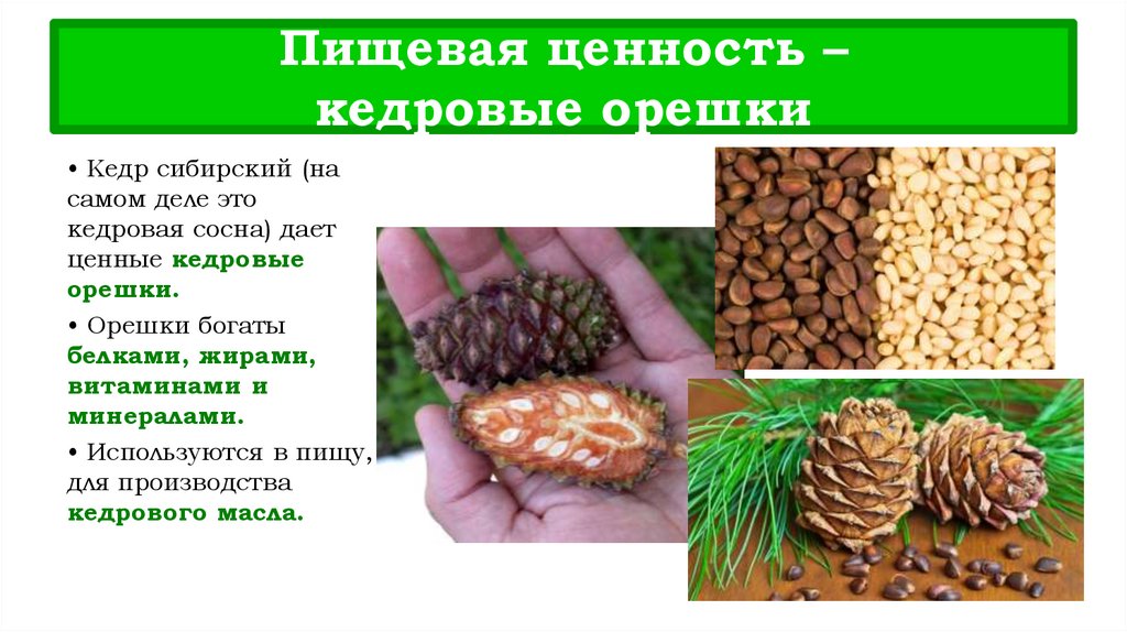 Пищевая ценность – кедровые орешки