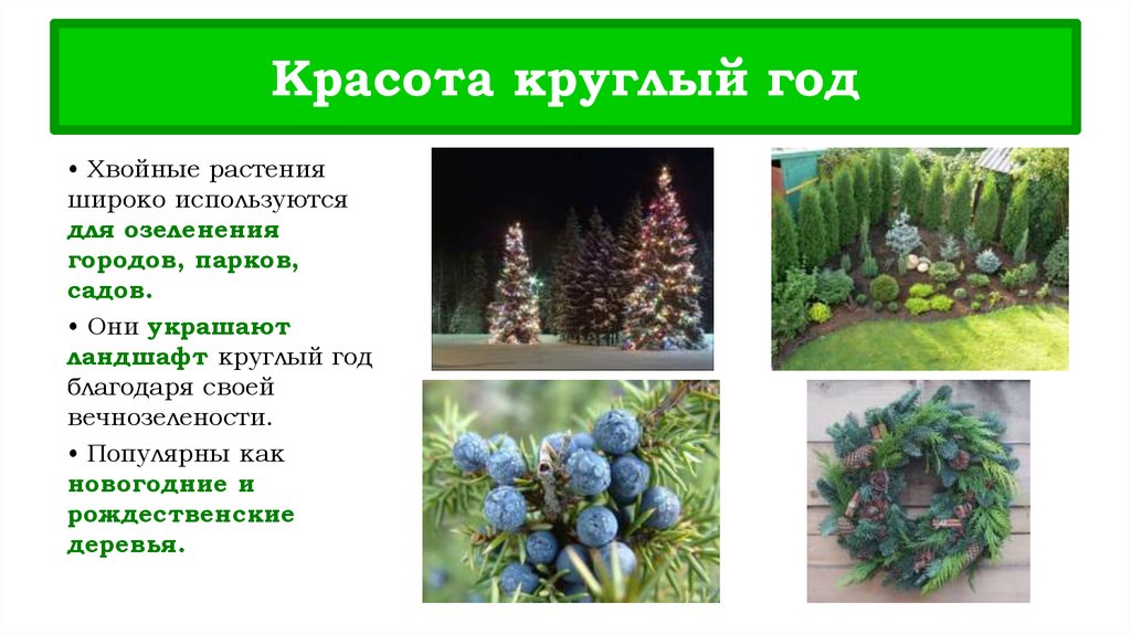 Красота круглый год