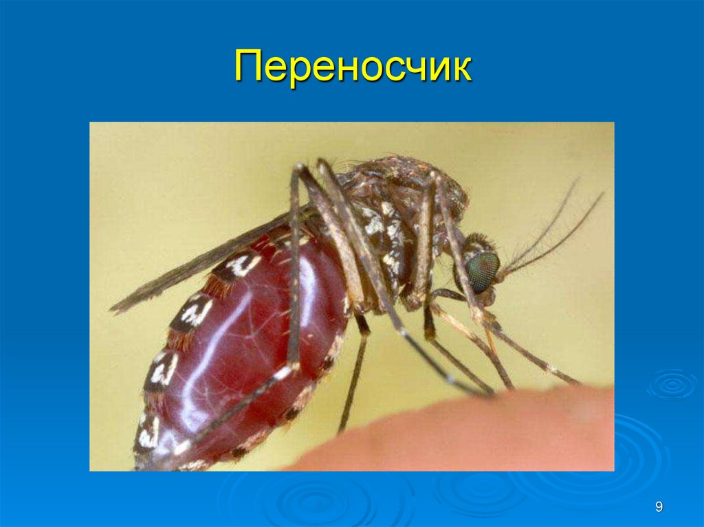 Переносчик