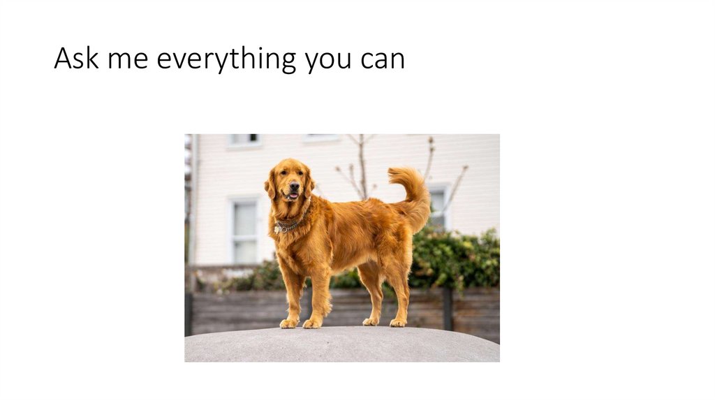 Ask me everything you can