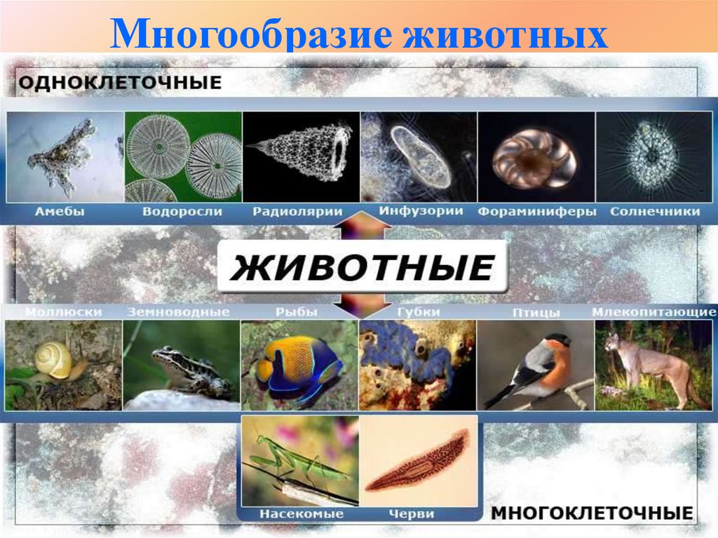 Многообразие животных