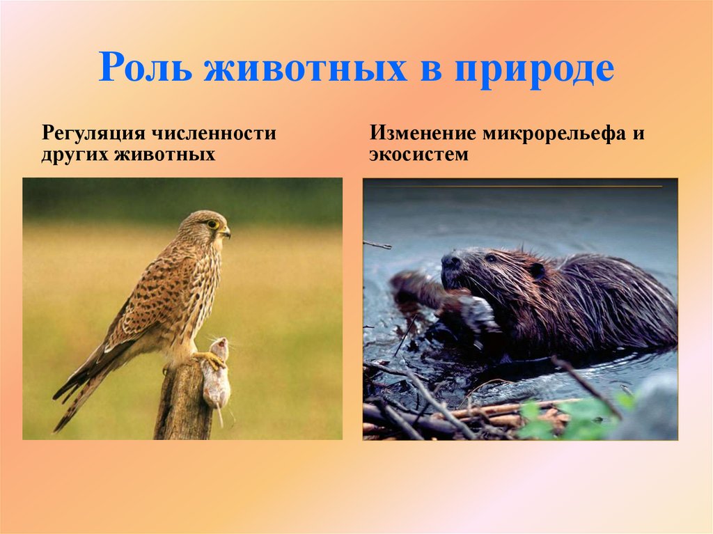 Роль животных в природе