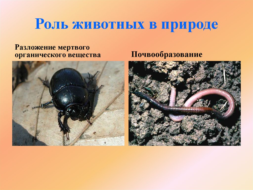 Роль животных в природе