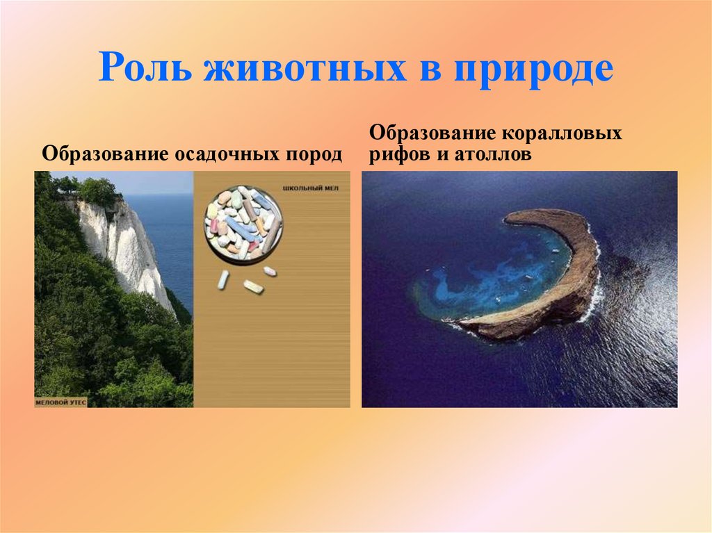 Роль животных в природе