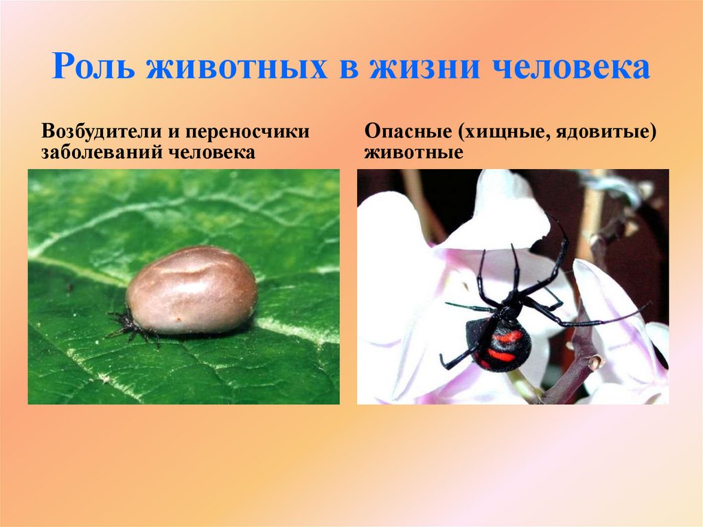 Роль животных в жизни человека