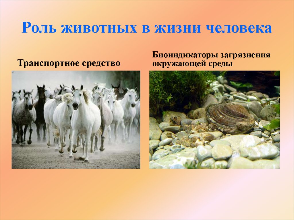 Роль животных в жизни человека