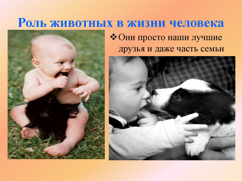 Роль животных в жизни человека