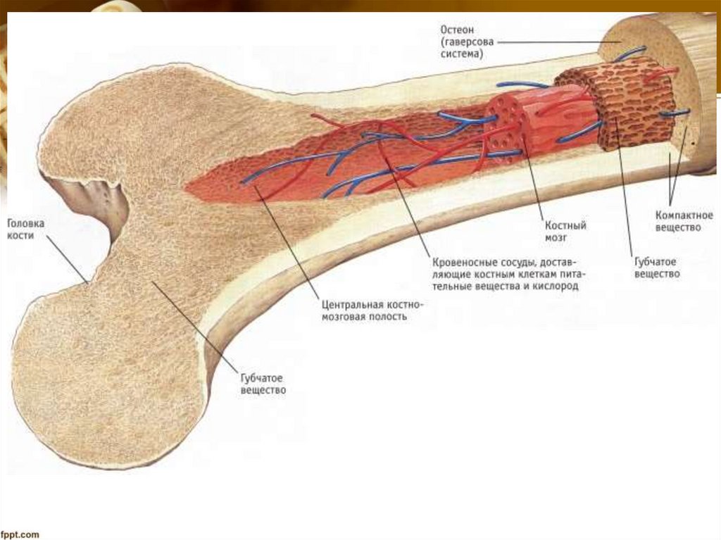Кость как орган