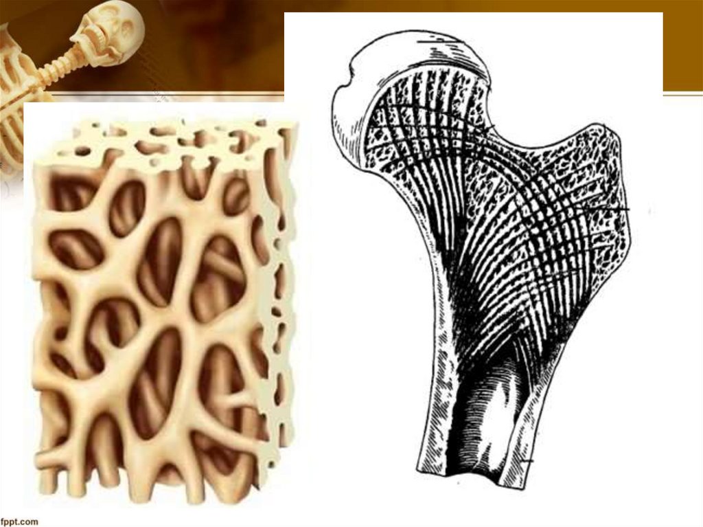 Кость как орган
