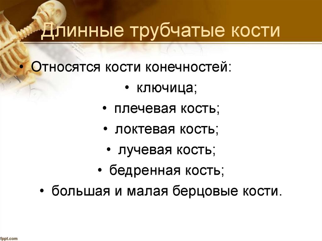 Длинные трубчатые кости