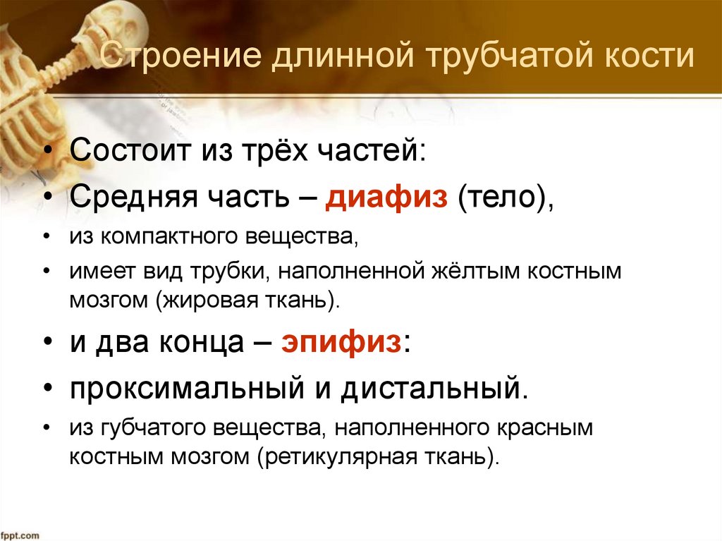 Строение длинной трубчатой кости