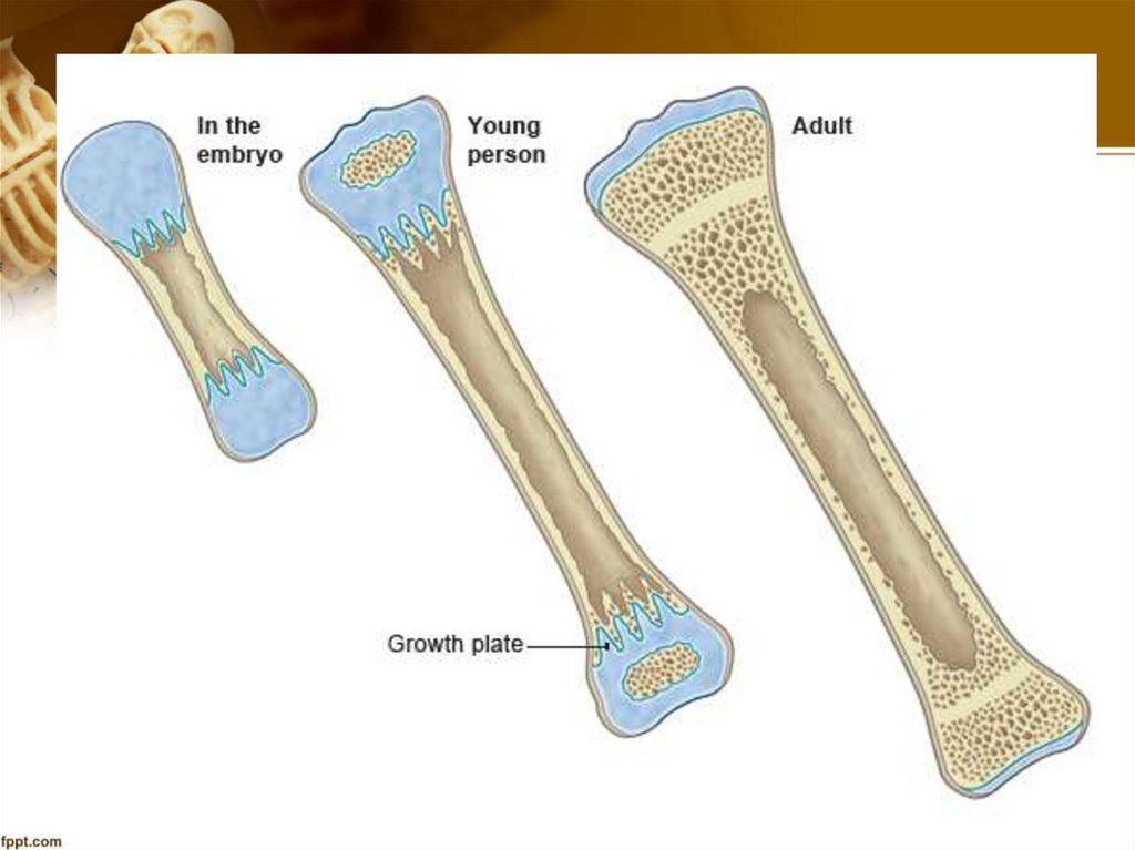 Строение длинной трубчатой кости