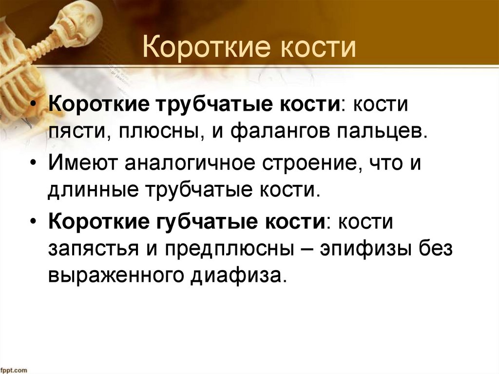 Короткие кости