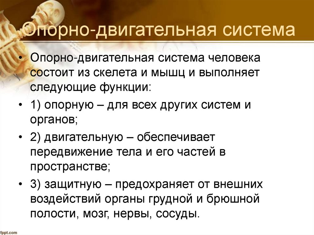 Опорно-двигательная система