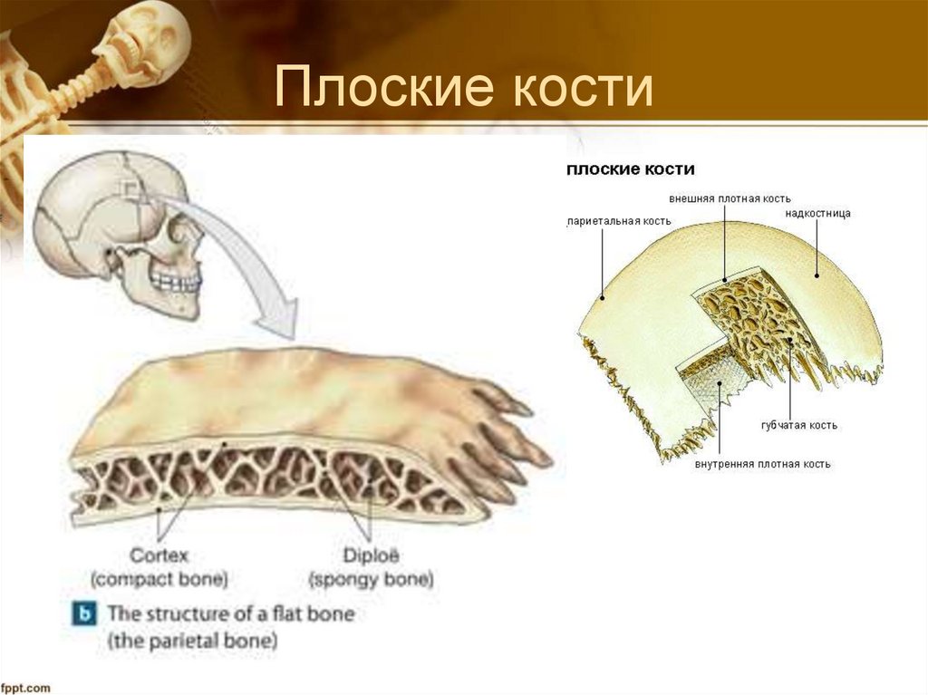 Плоские кости