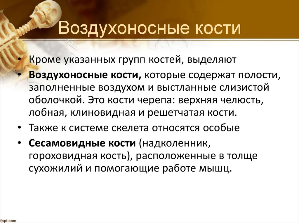 Воздухоносные кости
