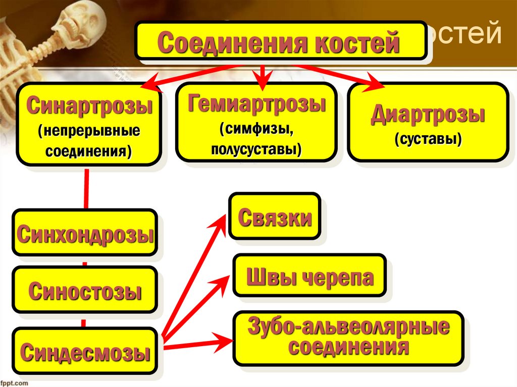 Соединения костей