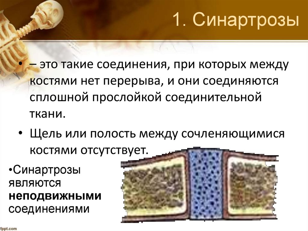 1. Синартрозы